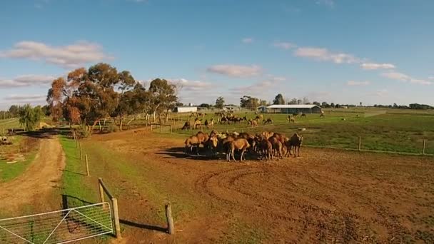 Los camellos pastan en la granja verde al aire libre — Vídeo de stock