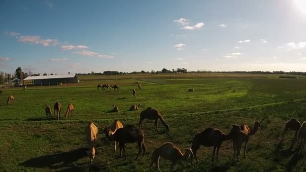 Les chameaux paissent sur la ferme verte à l'air frais 