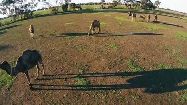 Верблюды пасутся на зеленой ферме на свежем воздухе — стоковое видео