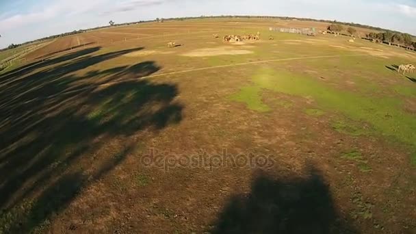 Velbloudi se pasou na zelených farmě na čerstvém vzduchu — Stock video