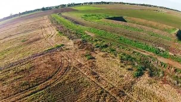 Tiroteio de drone aéreo. Fazenda verde de camelos na Austrália — Vídeo de Stock