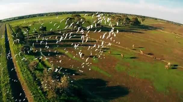 Střelba ze vzduchu DRONY. Zelená farma velbloudů v Austrálii — Stock video