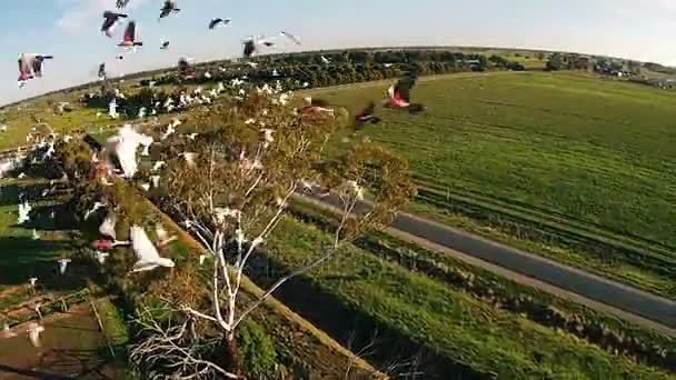 Tirer depuis un drone pneumatique. Ferme verte de chameaux en Australie 