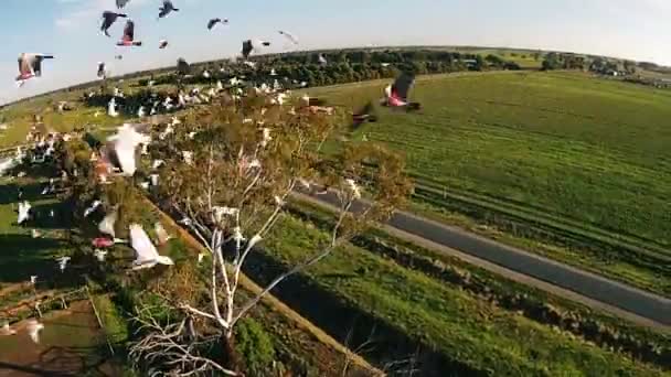 Sparatoria da drone aereo. Fattoria verde di cammelli in Australia — Video Stock