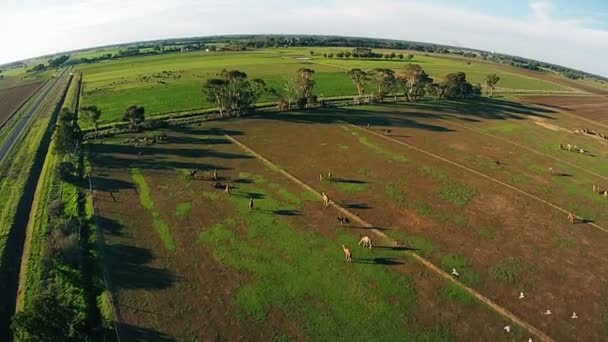 Skytte från luften drone. Grön gård av kameler i Australien — Stockvideo