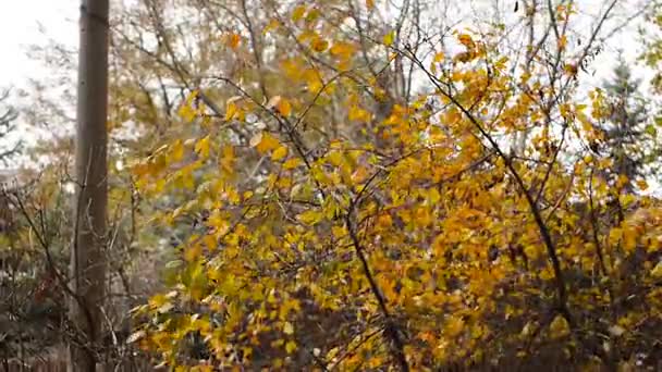Outono pintado árvore closeup com suas folhas brilhando, retroiluminado por pôr do sol . — Vídeo de Stock