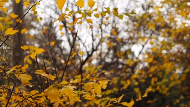 Automne peint arbre gros plan avec ses feuilles rougeoyantes, rétro-éclairé par le coucher du soleil . — Video