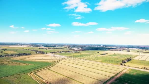 Pracovní žlutá farmě antény s velbloudy z ptačí perspektivy — Stock video