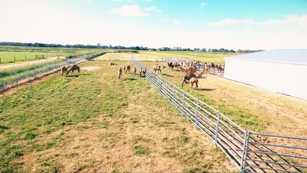 Arbetar gul gård antenner med kameler från birds-eye — Stockvideo