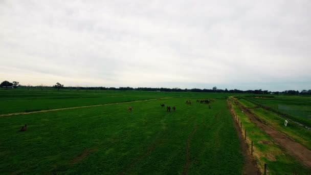 Pracovní žlutá farmě antény s velbloudy z ptačí perspektivy — Stock video