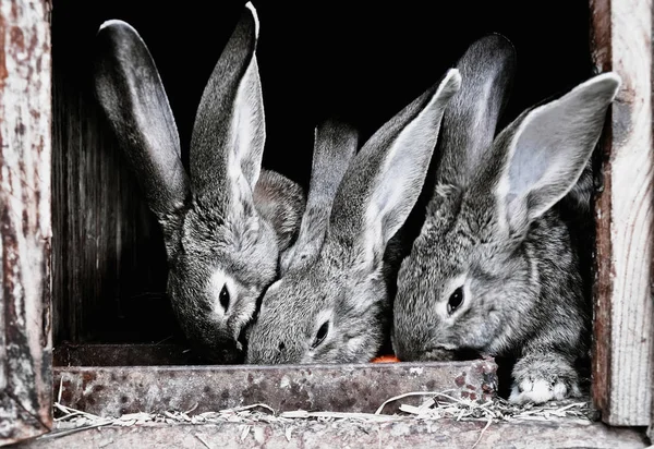 檻の中のかわいいペットのウサギ — ストック写真