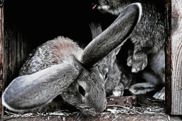 Cute Pet Rabbits Cage — Stock Photo, Image