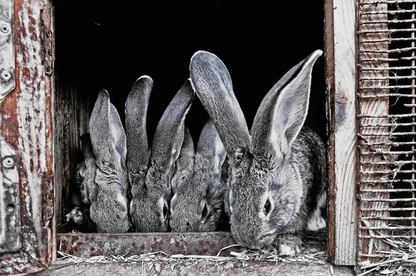Lindos Conejos Mascotas Una Jaula —  Fotos de Stock