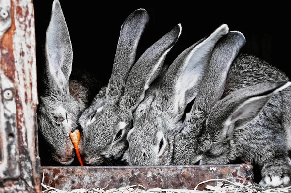 Cute Pet Rabbits Cage — Stock Photo, Image