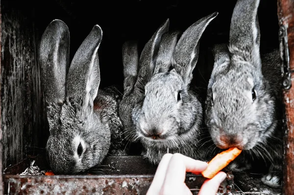 Cute Pet Rabbits Cage — Stock Photo, Image