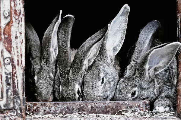 笼子里可爱的宠物兔子 — 图库照片