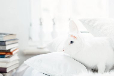 Mavi gözlü beyaz tüylü Paskalya tavşanı