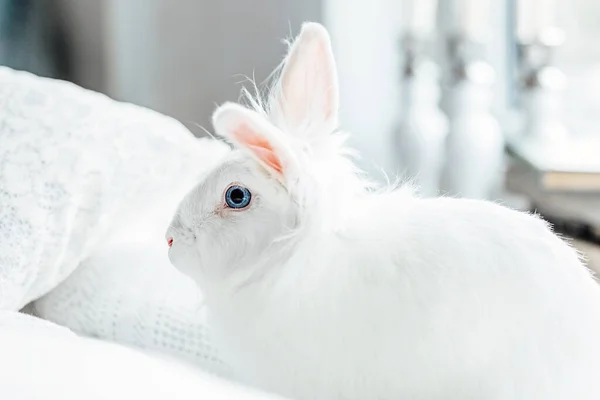 Білий Пухнастий Великодній Кролик Блакитними Очима — стокове фото