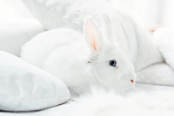 Coelho Páscoa Fofo Branco Com Olhos Azuis — Fotografia de Stock