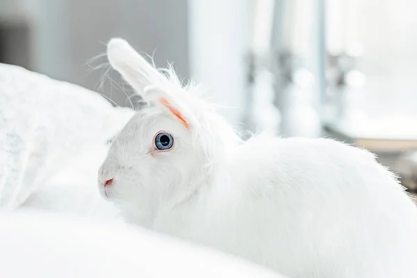 Coelho Páscoa Fofo Branco Com Olhos Azuis — Fotografia de Stock