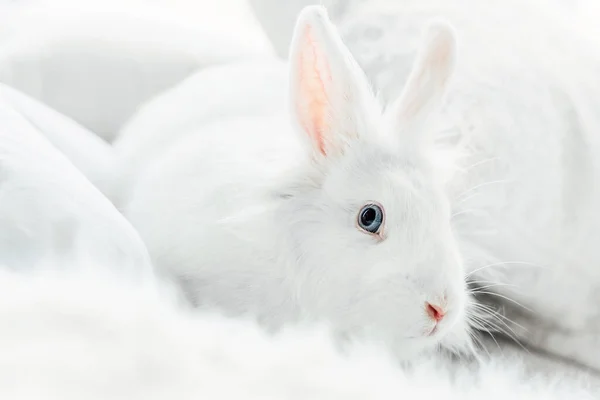 蓝眼睛的白色绒毛复活节兔子 — 图库照片