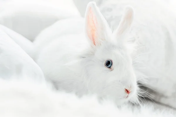 Conejito Pascua Blanco Esponjoso Con Ojos Azules —  Fotos de Stock