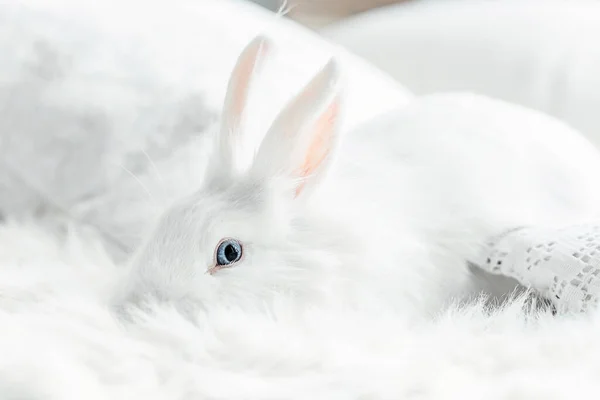 蓝眼睛的白色绒毛复活节兔子 — 图库照片