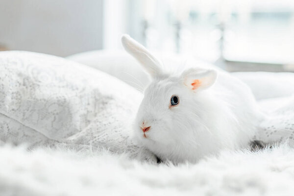 White fluffy easter bunny with blue eyes