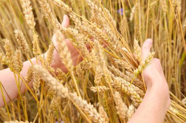 Buğday yığını ile el