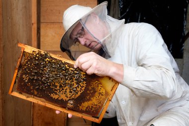 Arı arıcı gözlem kovanı