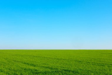 çevremizdeki yeşil alan