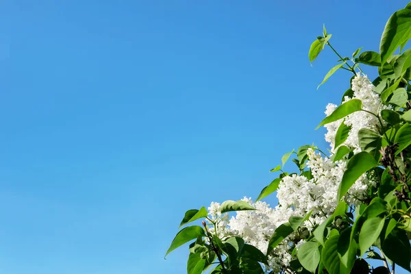 Buisson de lilas rond arrière avec ciel bleu — Photo