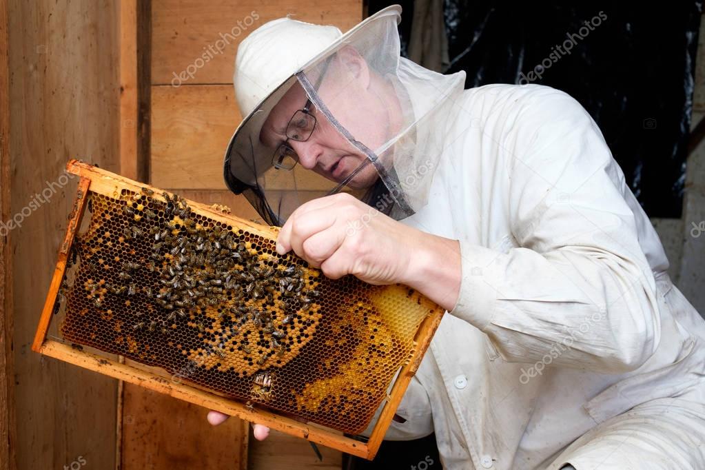 Beekeeper observing hive of bees