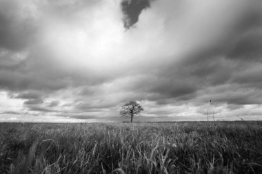 Tarlada yalnız ağaç