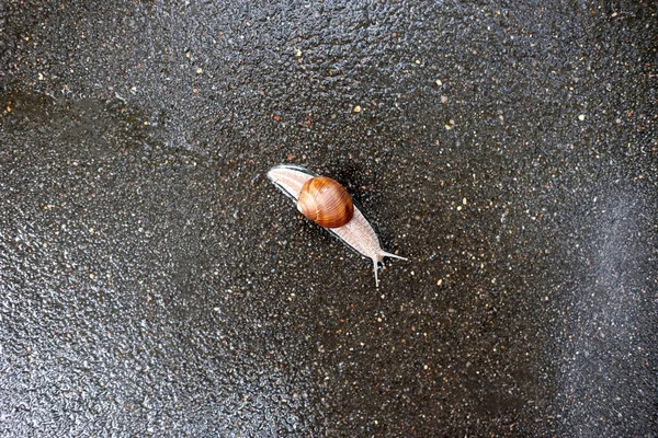 Snail craweling across road — Stock Photo, Image