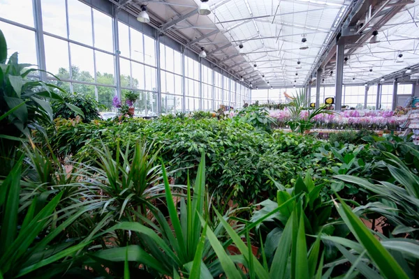 Pflanzen und Blumen im modernen Gewächshaus — Stockfoto