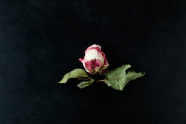 siyah arka plan üzerinde kurutulmuş gül ve yaprakları, üst görünümü 