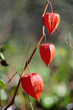 physalis cloe kadar ağaç yuvarları