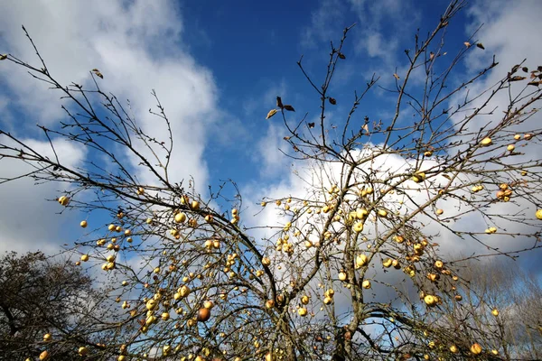 Drzewo z jabłkami na backgroung niebo — Zdjęcie stockowe
