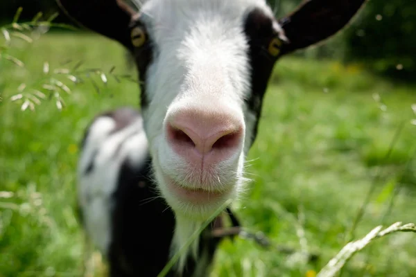 Goat snoot in summer close up — Stock Photo, Image