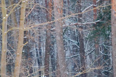 şiddetli kar yağışı ormandaki ağaçlar yakın çekim