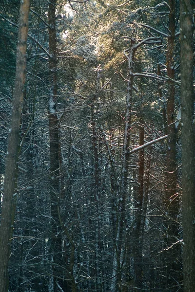 Kış orman ağaçları kocakarılar pines, güneş ışını ile — Stok fotoğraf