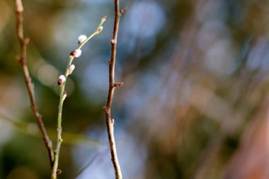 tomurcukları arka plan ile genç sürgünler