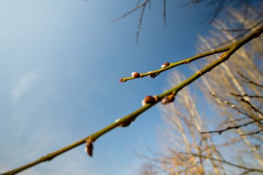 Mavi gökyüzü arka plan üzerine tomurcukları ile genç sürgünler