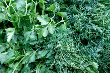 taze dereotu ve maydanoz, üstten görünüm