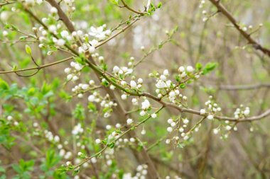 İlk çiçek açan ağaç. İlk Bahar çiçekli