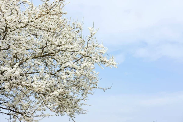 Arbre à fleurs blanches de sakura sur fond de ciel bleu à sprin — Photo