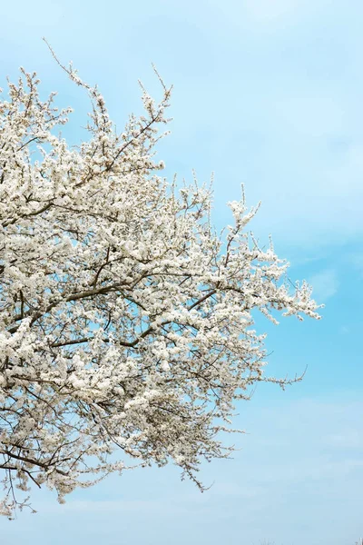 Arbre à fleurs blanches de sakura sur fond de ciel bleu à sprin — Photo