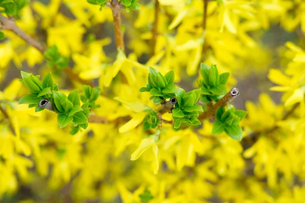 Kwitnących kwiatów wiosna żółty. — Zdjęcie stockowe