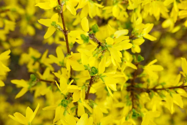 Kwitnących kwiatów wiosna żółty — Zdjęcie stockowe